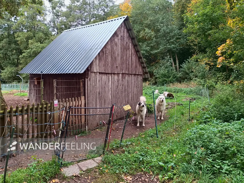 202510110-01 - Herdenschutzhunde bei Stücken, Fläming, Brandenburg, Deutschland