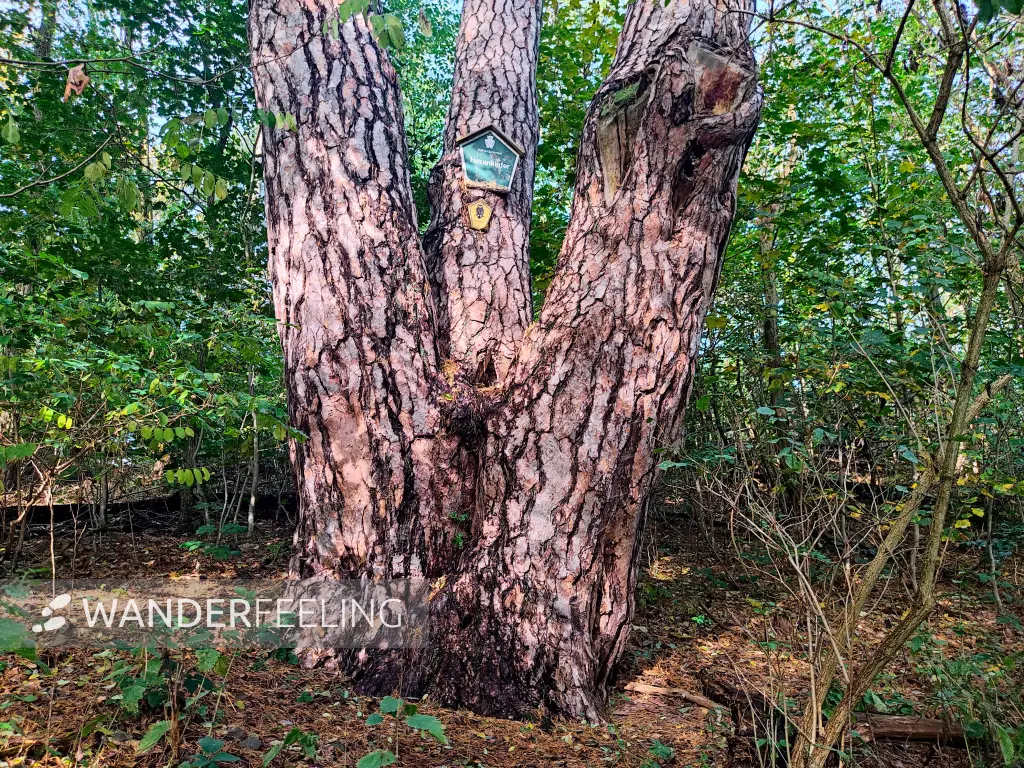 202310250-18 - Hexenkiefer bei Emstal, Fläming, Brandenburg, Deutschland