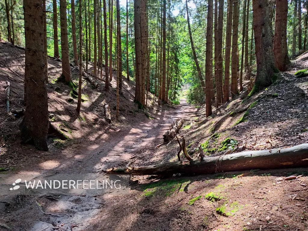202308240-23 - Höllenschlucht am Büsenbachtal, Lüneburger Heide, Niedersachsen, Deutschland