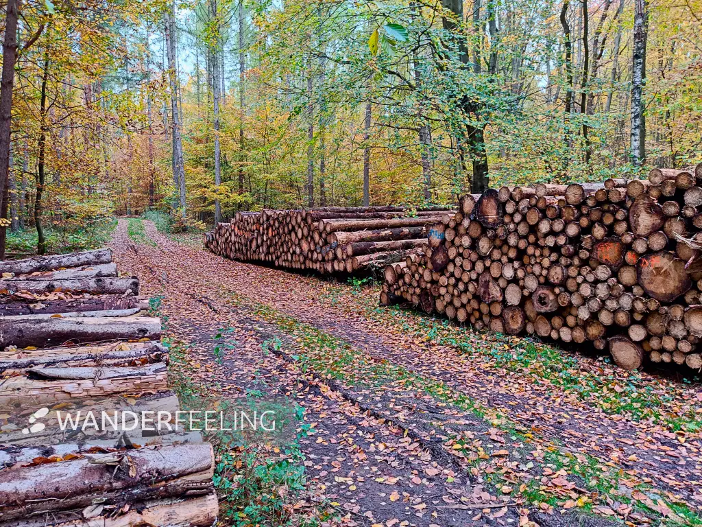 202311060-38 - Holzpolter bei Carpin, Mecklenburgische Seenplatte, Mecklenburg-Vorpommern, Deutschland