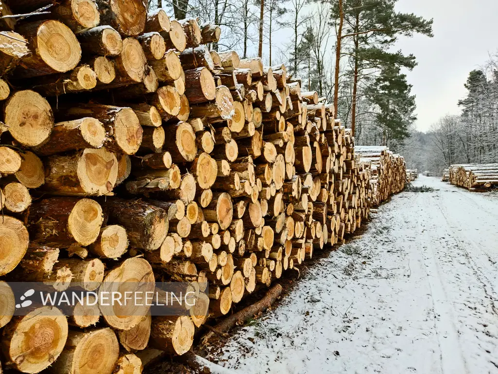 202302060-18 - Holzpolter im Grunewald, Berlin, Deutschland