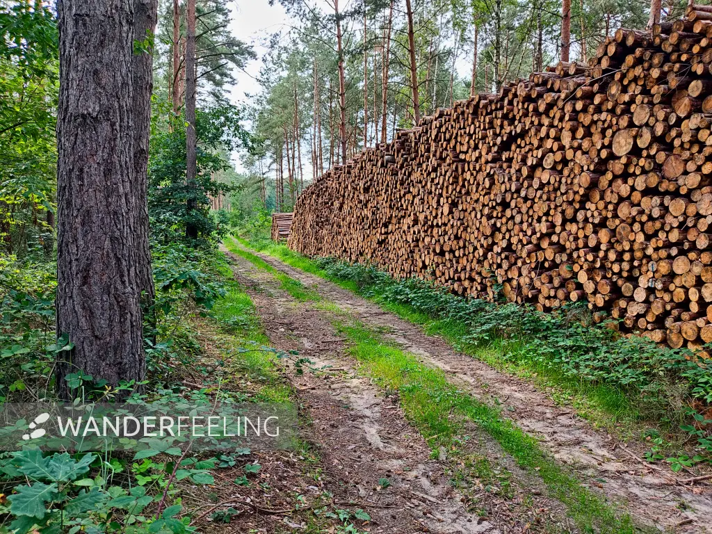 202308050-30 - Holzpolter im Wald bei Bad Belzig, Fläming, Brandenburg, Deutschland
