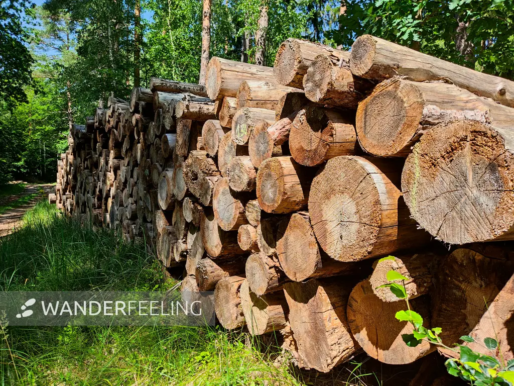 202307111-08 - Holzpolter im Wald bei Graal-Müritz, Mecklenburg-Vorpommern, Deutschland