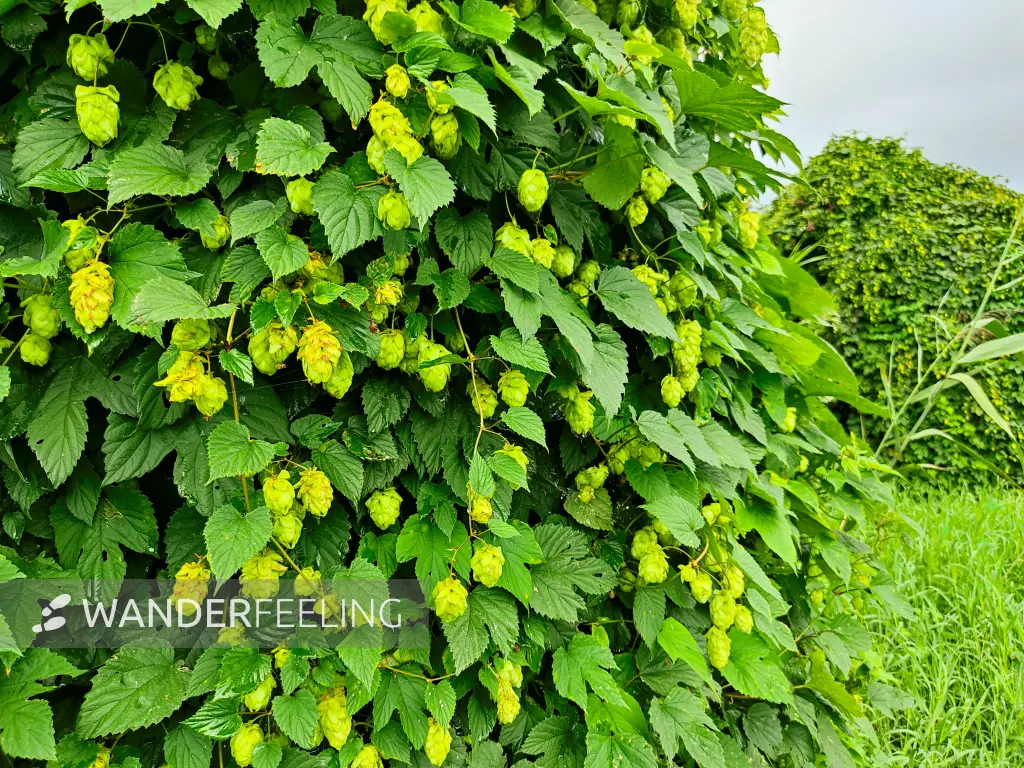 202308260-12 - Hopfen am Pfefferfließ bei Stangenhagen, Fläming, Brandenburg, Deutschland
