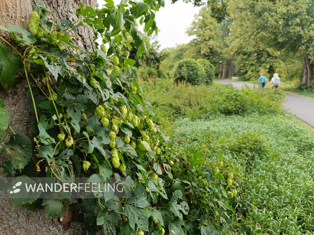 202609040-07 - Hopfen bei Blankensee, Fläming, Brandenburg, Deutschland