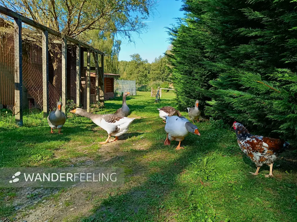 202509210-18 - Hühner und Gänse an der Ragower Mühle im Schlaubetal, Seenland Oder-Spree, Brandenburg, Deutschland