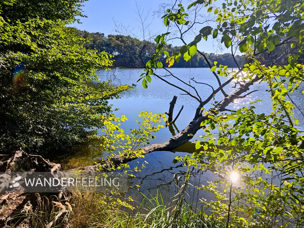 202309040-32 - Huwenowsee bei Meseberg, Ruppiner Seenland, Brandenburg, Deutschland