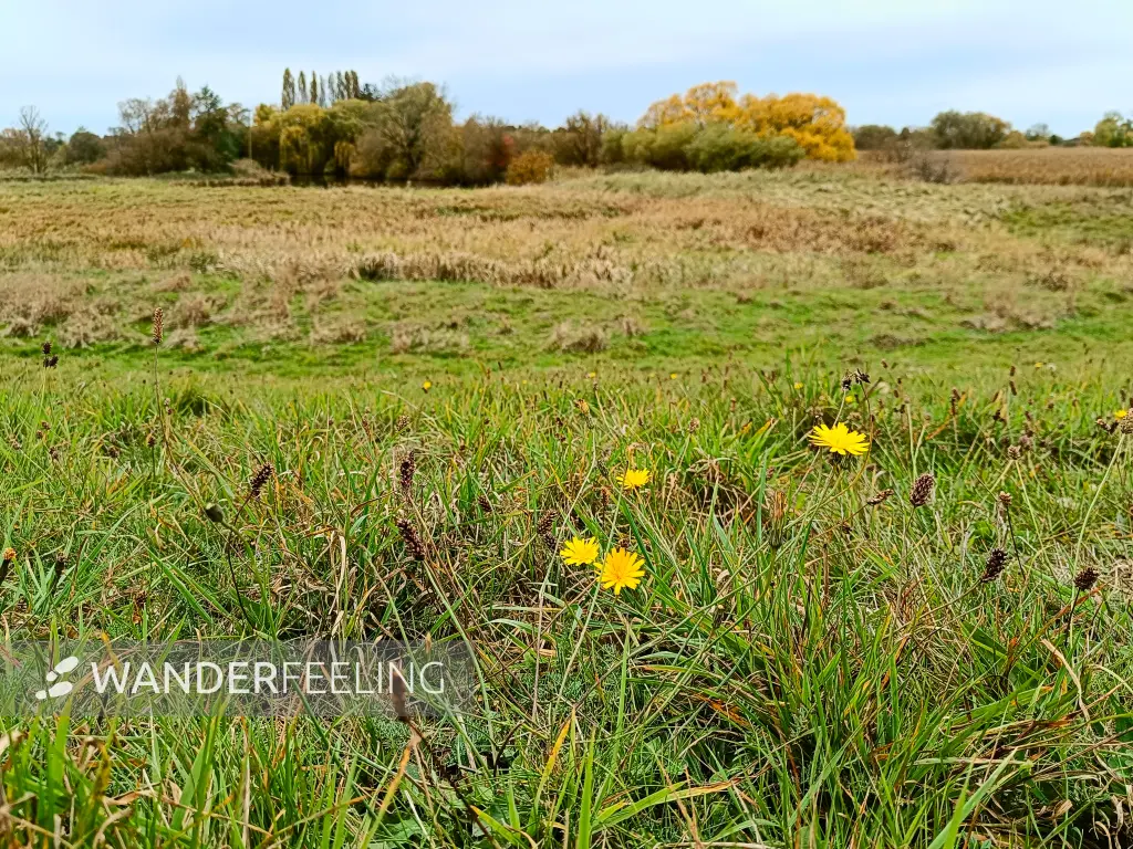202410210-25 - Illmenau-Luhe-Niederung bei Winsen (Luhe), Lüneburger Heide, Niedersachsen, Deutschland