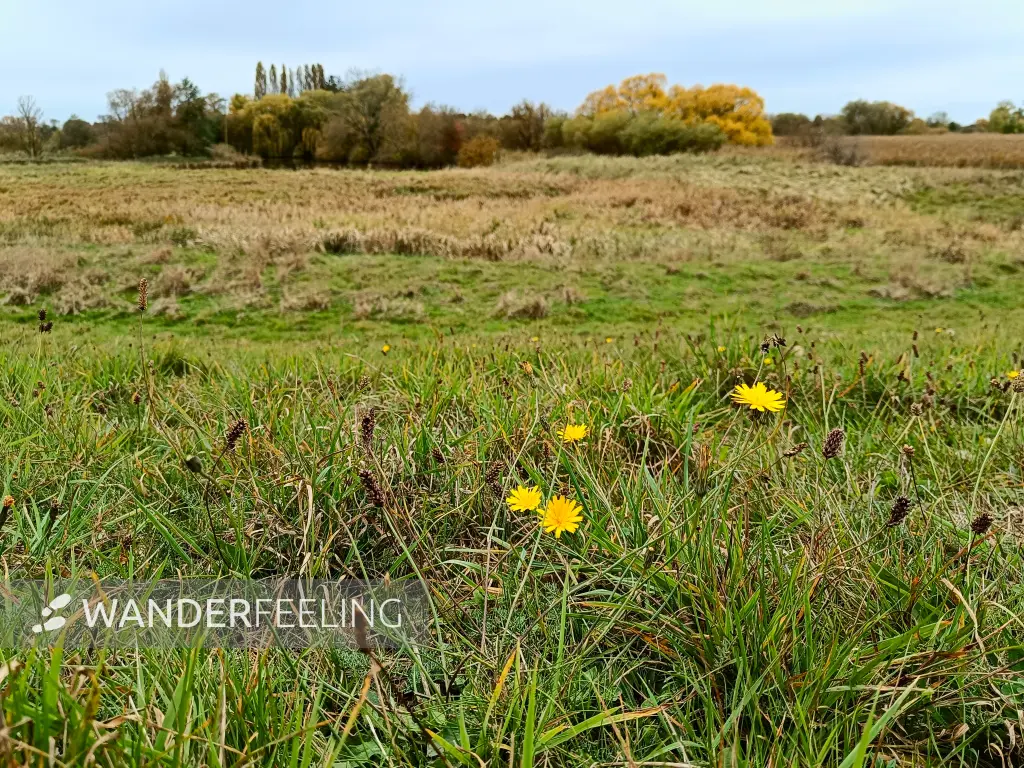 202410210-25 - Ilmenau-Luhe-Niederung bei Winsen (Luhe), Lüneburger Heide, Niedersachsen, Deutschland