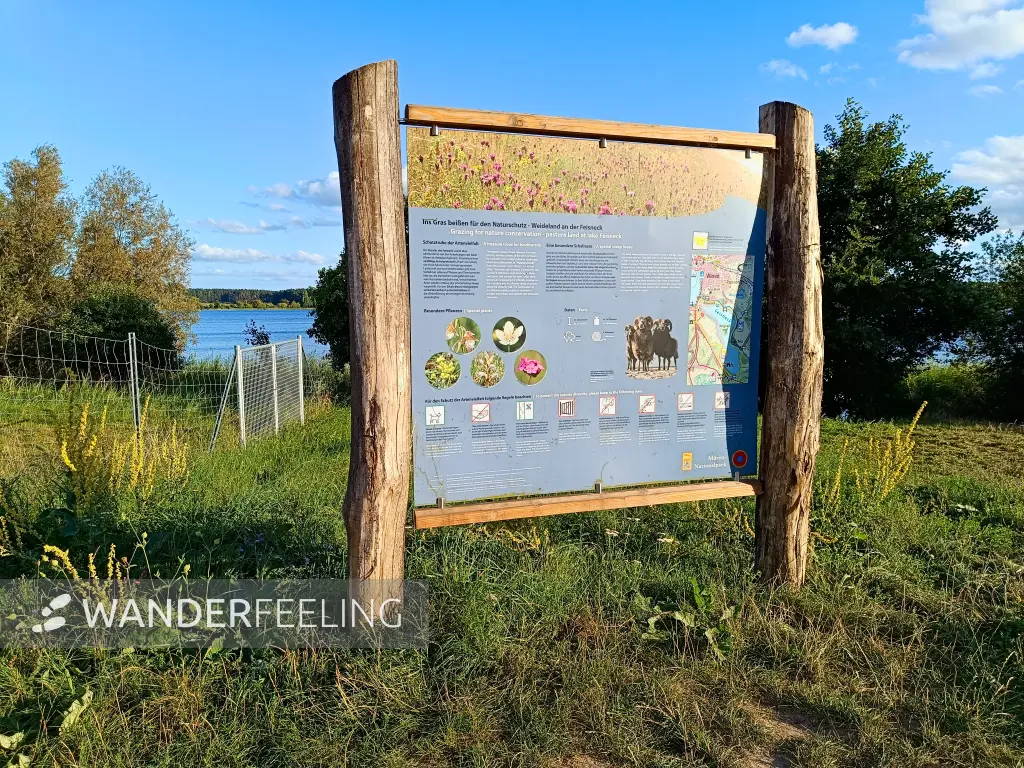 202508200-39 - Informationstafel am Feisnecksee im Müritz-Nationalpark, Mecklenburgische Seenplatte, Mecklenburg-Vorpommern, Deutschland