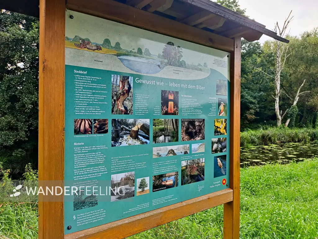 202308260-07 - Informationstafel am Pfefferfließ bei Stangenhagen, Fläming, Brandenburg, Deutschland