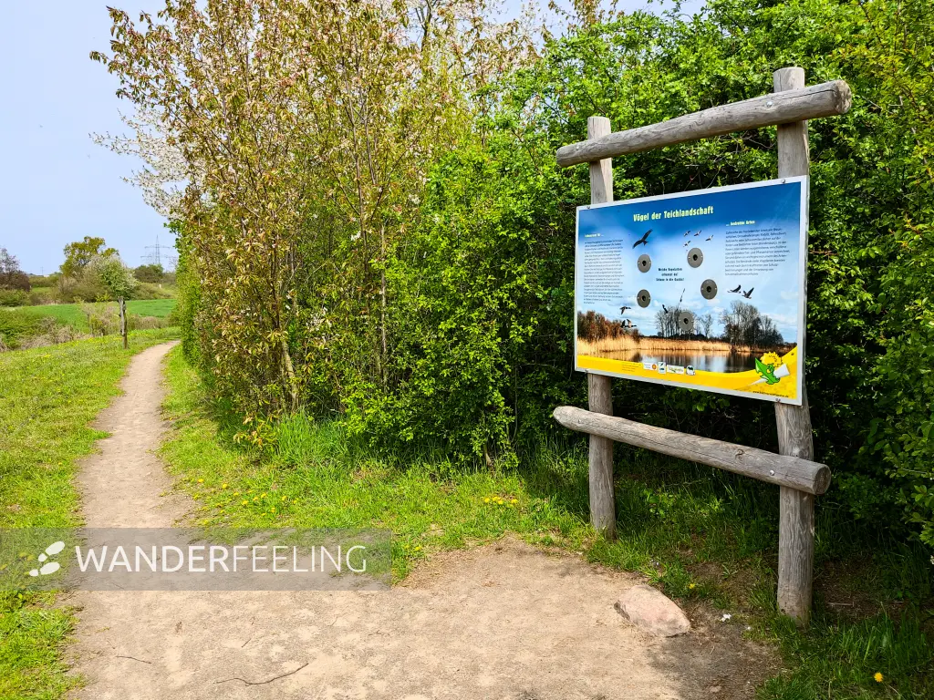202304280-22 - Informationstafel an den Schönerlinder Teichen bei Mönchmühle, Barnimer Land, Brandenburg, Deutschland