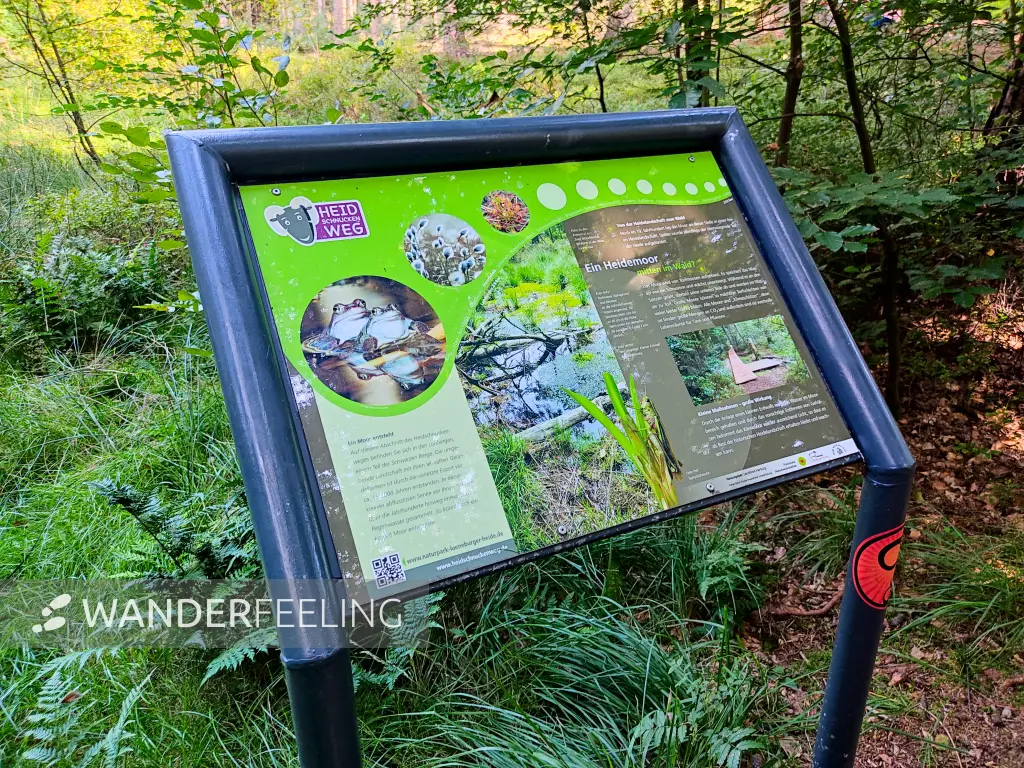 202308240-19 - Informationstafel im Büsenbachtal, Lüneburger Heide, Niedersachsen, Deutschland