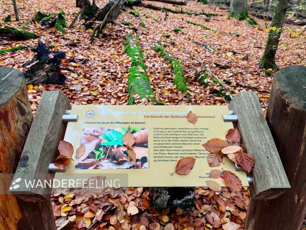 202311060-27 - Informationstafel im Müritz-Nationalpark bei Carpin, Mecklenburgische Seenplatte, Mecklenburg-Vorpommern, Deutschland