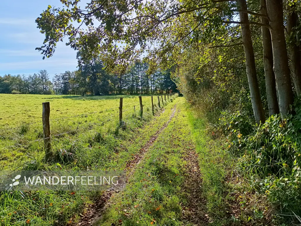 202510130-17 - Insel Schwerin bei Krakow am See, Mecklenburgische Seenplatte, Mecklenburg-Vorpommern, Deutschland