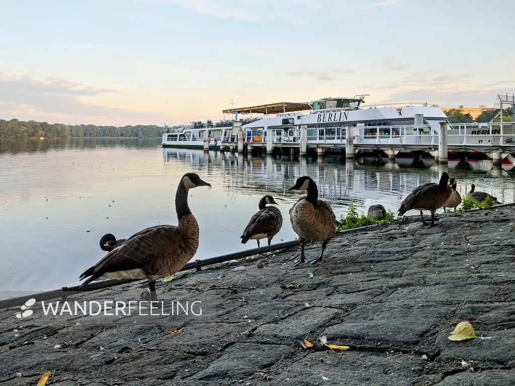 202307290-04 - Kanadagänse am Tegeler See in Tegel, Berlin, Deutschland