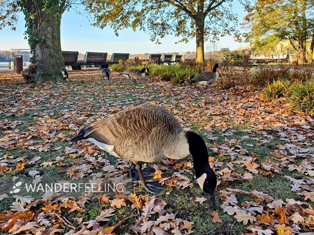 202311220-02 - Kanadagänse an der Greenwichpromenade in Tegel, Berlin, Deutschland