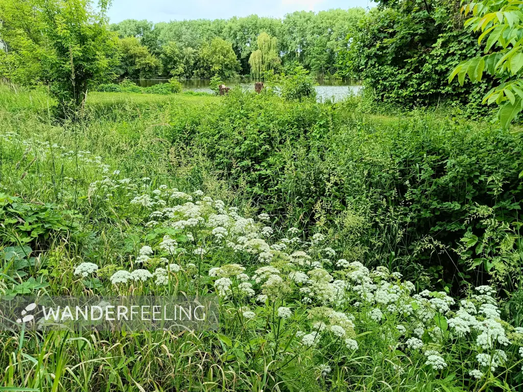 202506070-02 - Karpfenteich an der Panke in Französisch Buchholz, Berlin, Deutschland