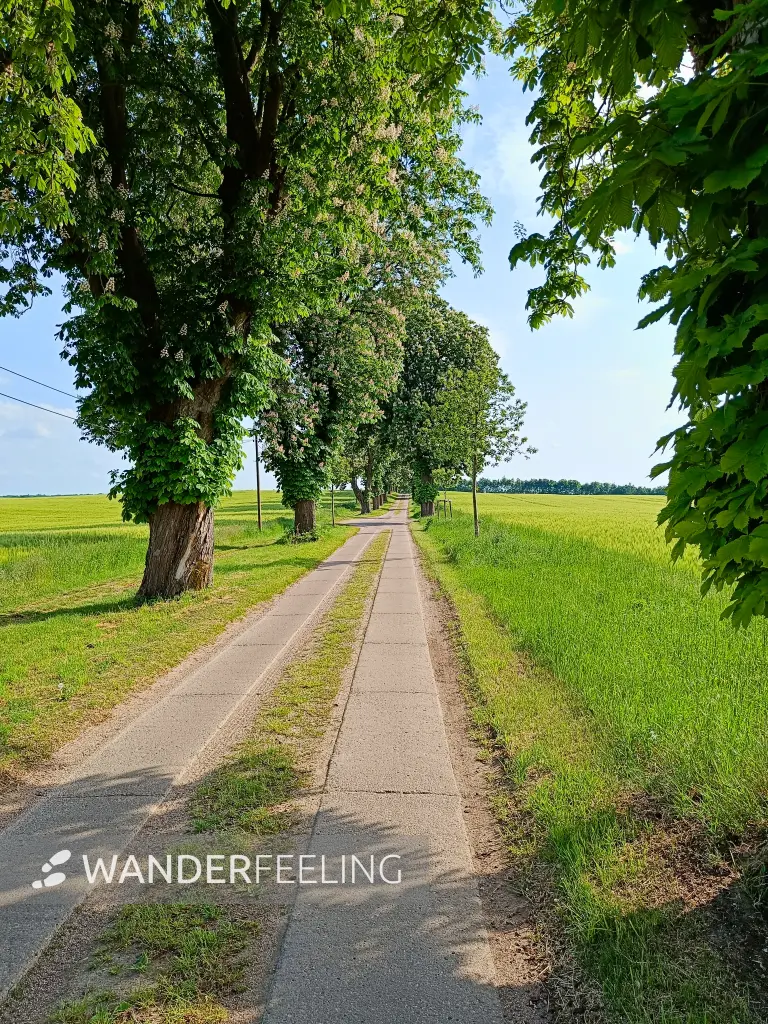202605231-01 - Kastanienallee bei Alt Schwerin, Mecklenburgische Seenplatte, Mecklenburg-Vorpommern, Deutschland