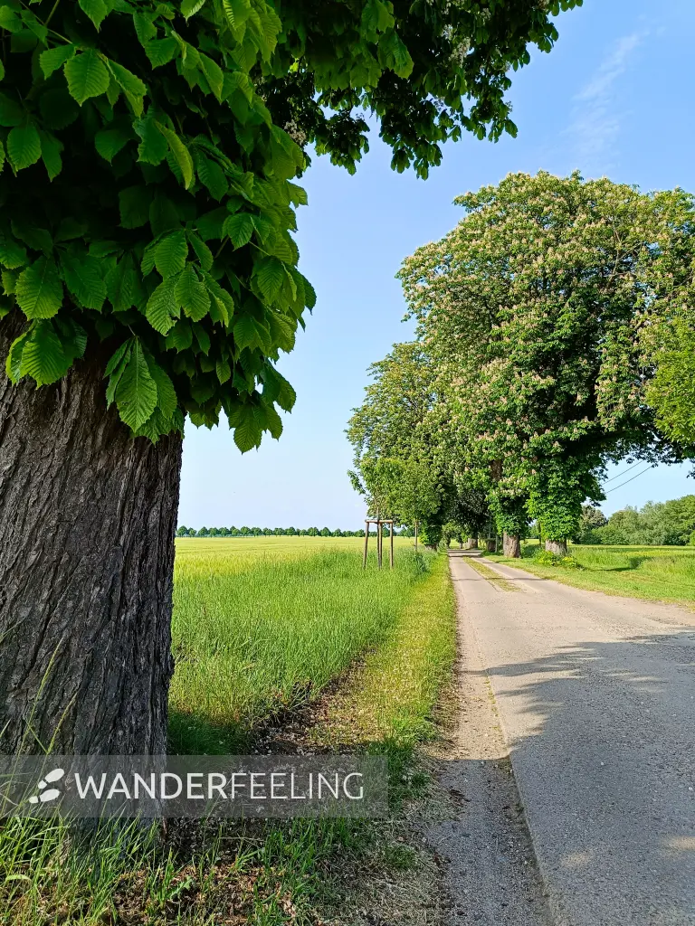 202605231-02 - Kastanienallee bei Alt Schwerin, Mecklenburgische Seenplatte, Mecklenburg-Vorpommern, Deutschland