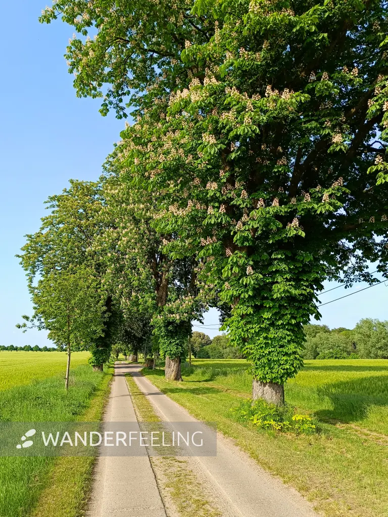 202605231-03 - Kastanienallee bei Alt Schwerin, Mecklenburgische Seenplatte, Mecklenburg-Vorpommern, Deutschland