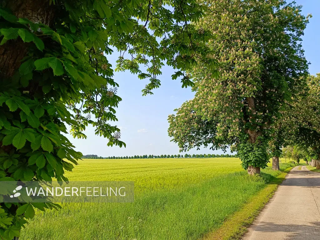 202605231-05 - Kastanienallee bei Alt Schwerin, Mecklenburgische Seenplatte, Mecklenburg-Vorpommern, Deutschland