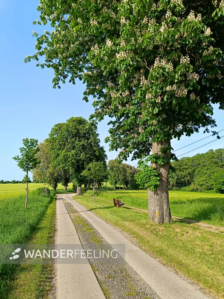 202605231-07 - Kastanienallee bei Alt Schwerin, Mecklenburgische Seenplatte, Mecklenburg-Vorpommern, Deutschland