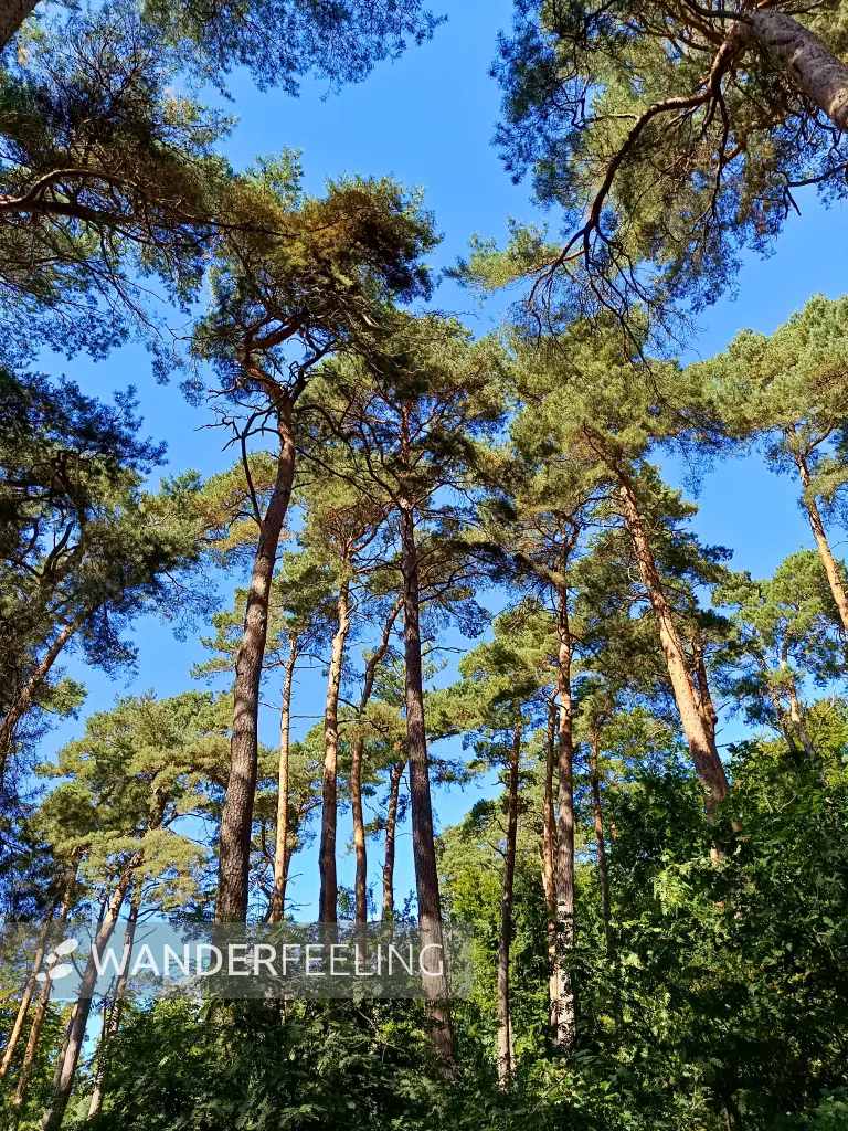 202508260-21 - Kiefern auf der Insel Werder bei Alt Schwerin, Mecklenburgische Seenplatte, Mecklenburg-Vorpommern, Deutschland