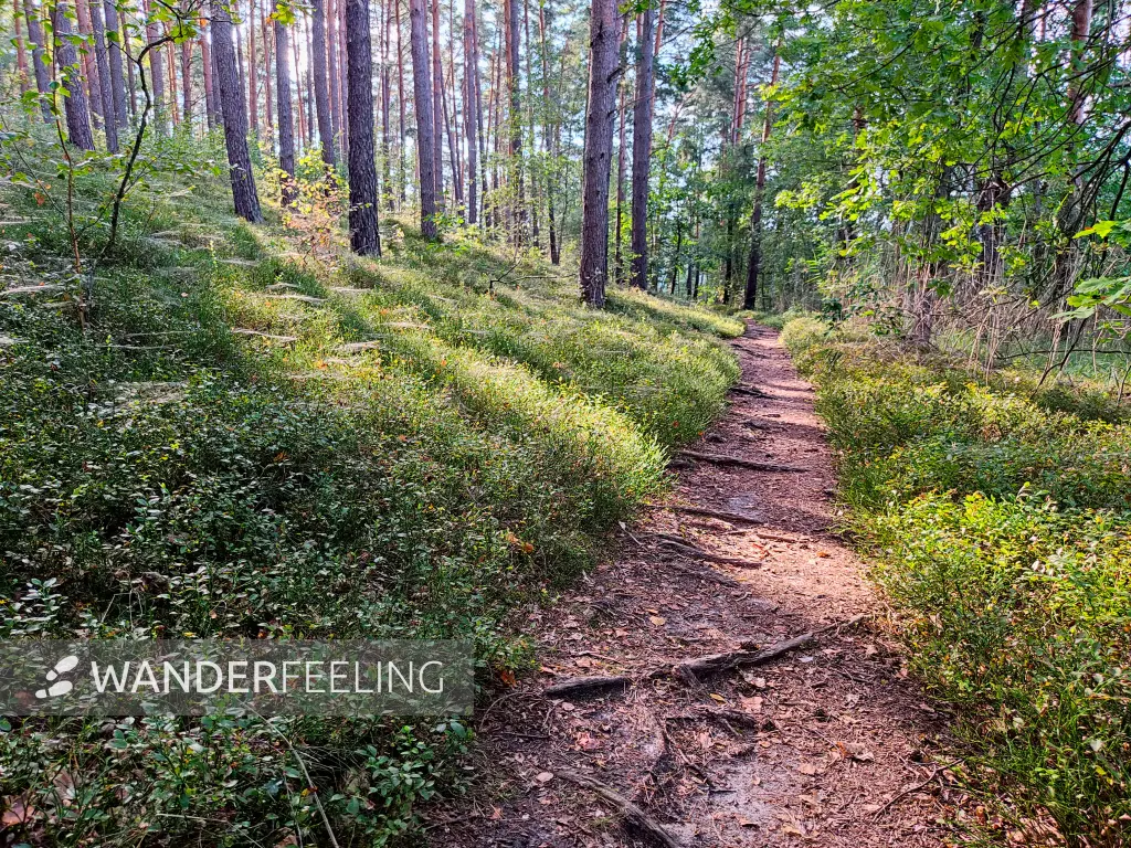 202309160-24 - Kiefernwald am Grubensee bei Limsdorf, Seenland Oder-Spree, Brandenburg, Deutschland