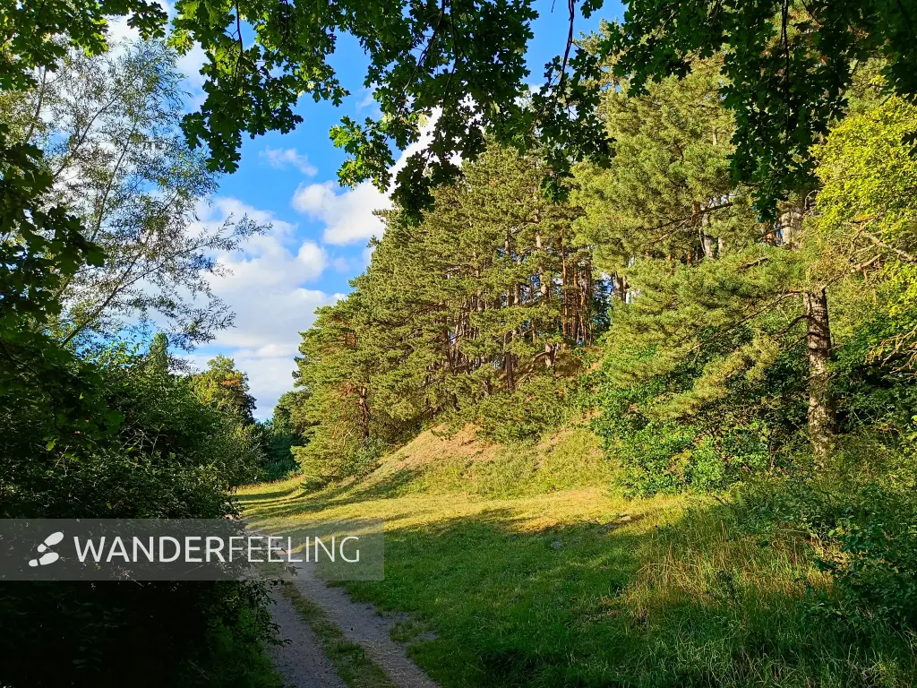 202508200-35 - Kiefernwald am Kahlen Berg im Müritz-Nationalpark, Mecklenburgische Seenplatte, Mecklenburg-Vorpommern, Deutschland