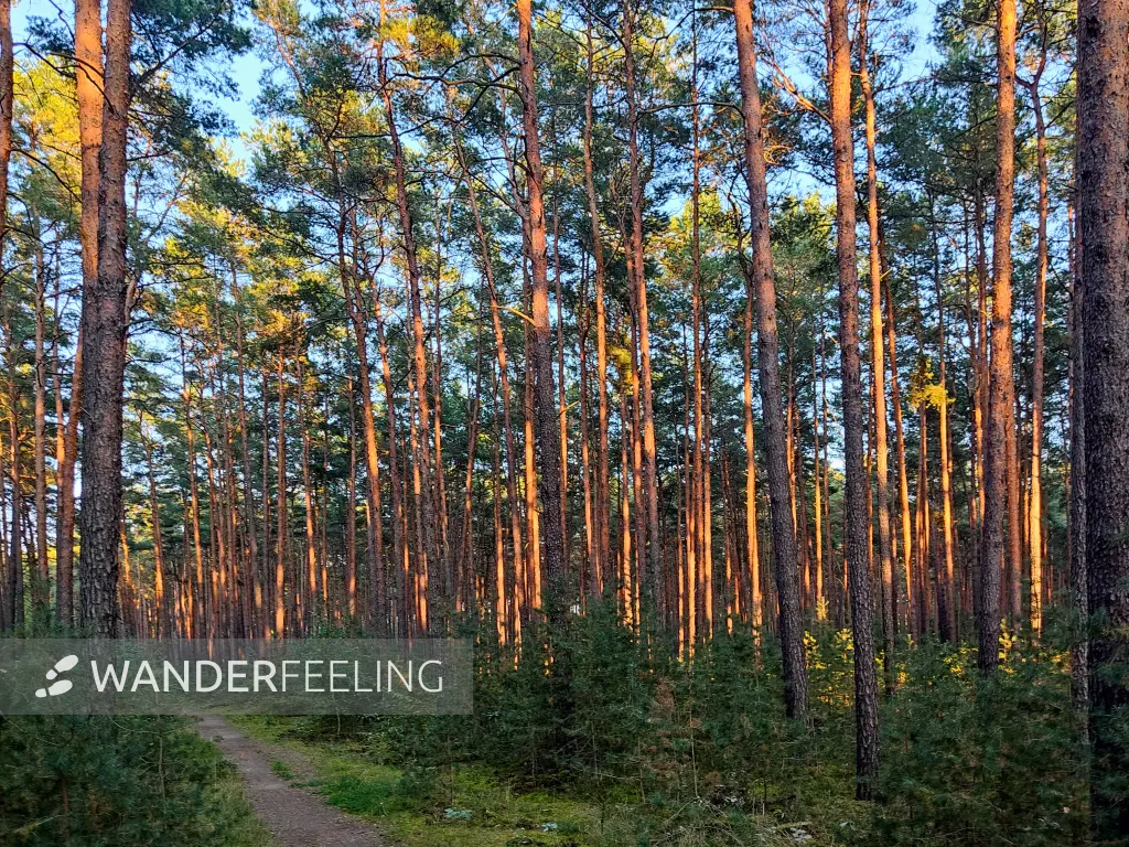 202309160-36 - Kiefernwald bei Wendisch Rietz, Seenland Oder-Spree, Brandenburg, Deutschland
