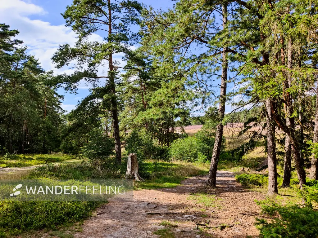 202308140-12 - Kiefernwald in der Misselhorner Heide bei Hermannsburg, Lüneburger Heide, Niedersachsen, Deutschland
