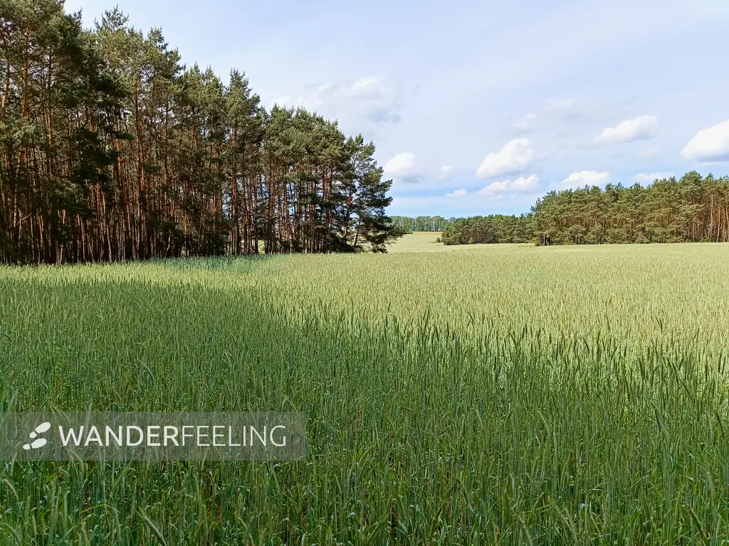 202405260-18 - Kiefernwald und Getreidefeld, Fläming, Brandenburg, Deutschland