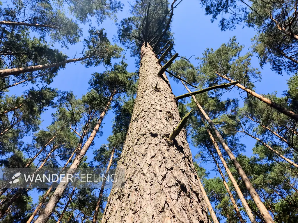 202309040-22 - Kiefernwald zwischen dem Wutzsee und dem Huwenowsee, Ruppiner Seenland, Brandenburg, Deutschland