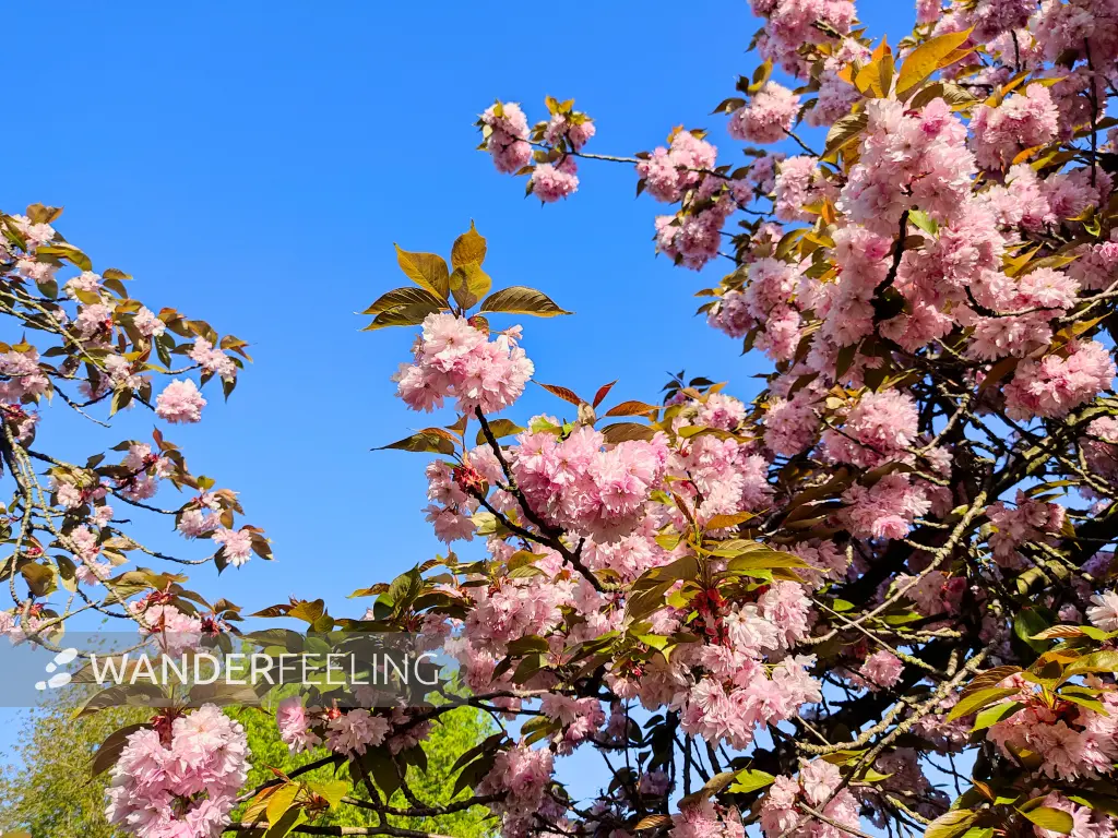 202305030-04 - Kirschblüte am Mauerweg in Prenzlauer Berg, Berlin, Deutschland