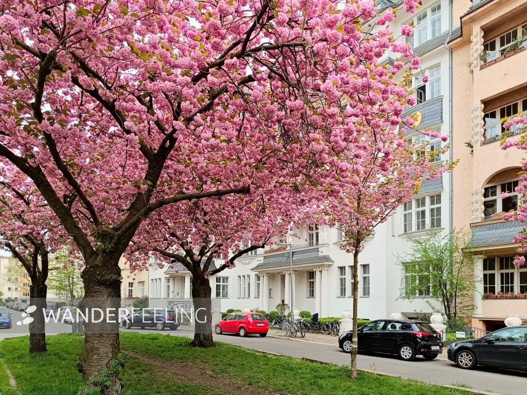 202404090-23 - Kirschblüte an den Ceciliengärten in Friedenau, Berlin, Deutschland