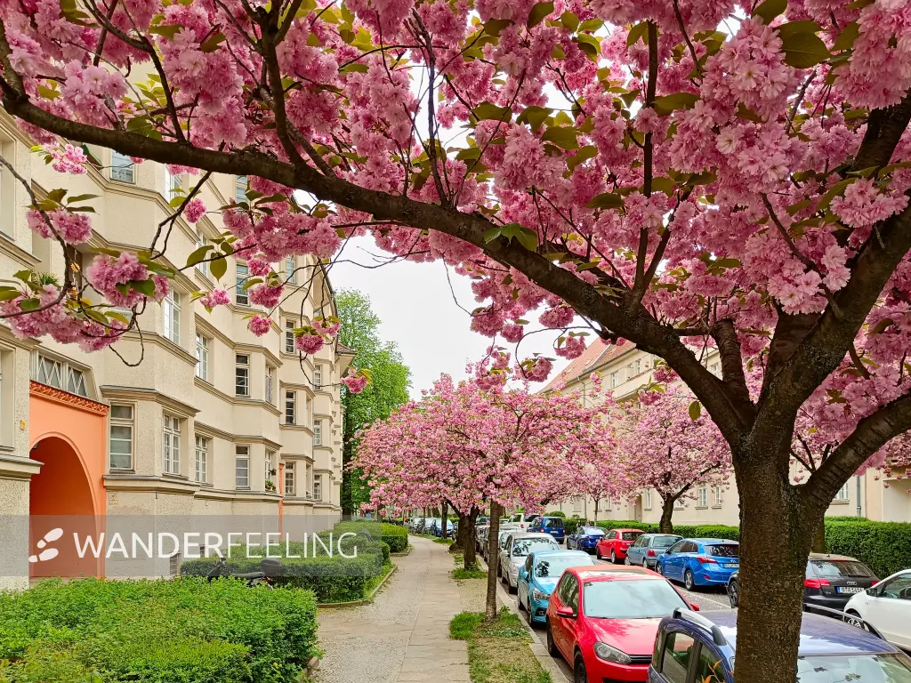 202404090-24 - Kirschblüte an den Ceciliengärten in Friedenau, Berlin, Deutschland