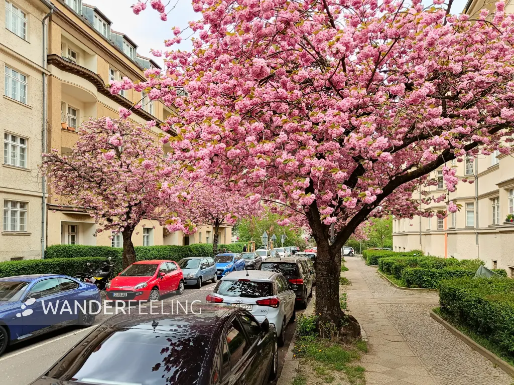 202404090-25 - Kirschblüte an den Ceciliengärten in Friedenau, Berlin, Deutschland