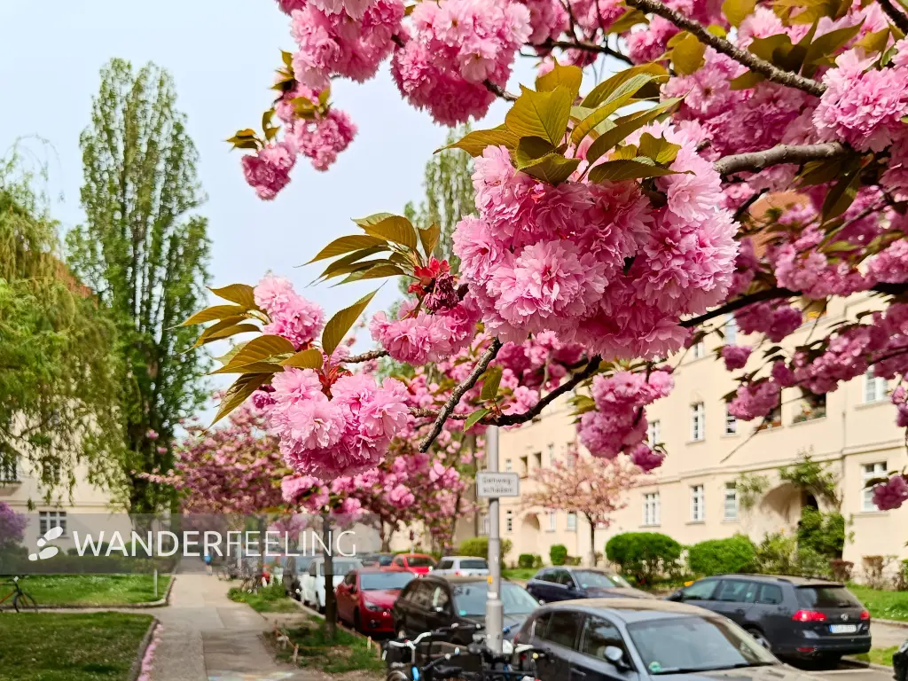 202404090-31 - Kirschblüte an den Ceciliengärten in Friedenau, Berlin, Deutschland