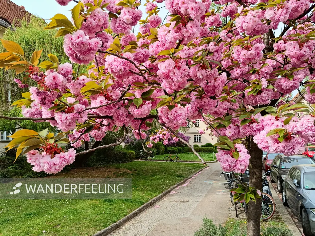 202404090-32 - Kirschblüte an den Ceciliengärten in Friedenau, Berlin, Deutschland