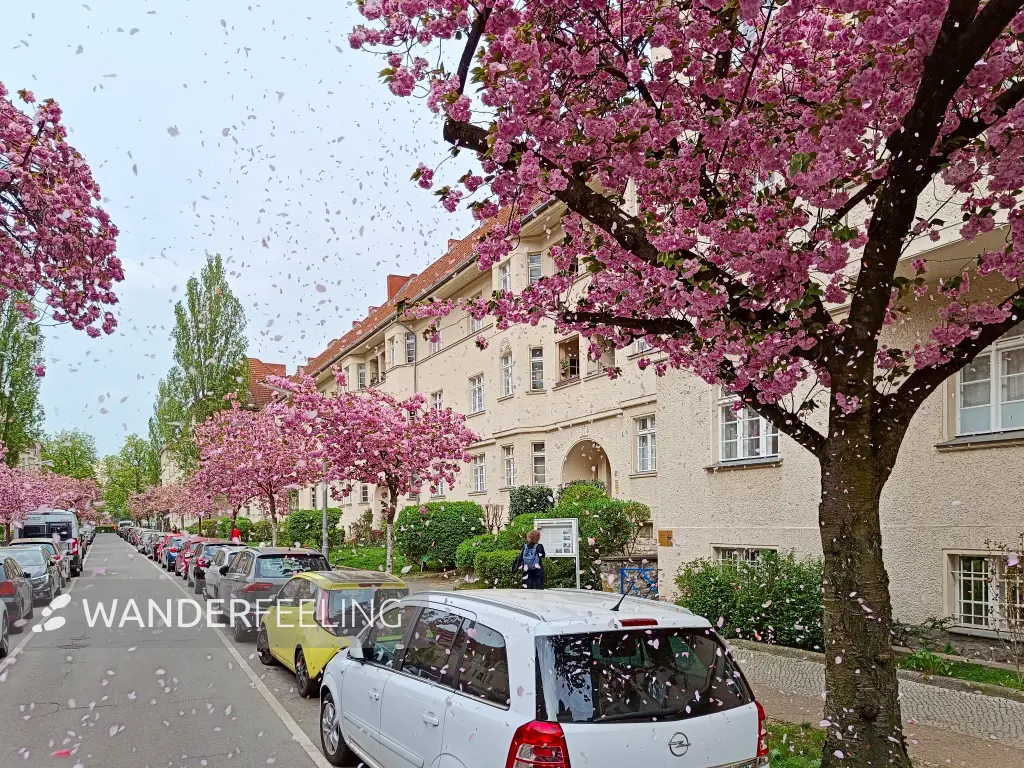 202404090-34 - Kirschblüte an den Ceciliengärten in Friedenau, Berlin, Deutschland