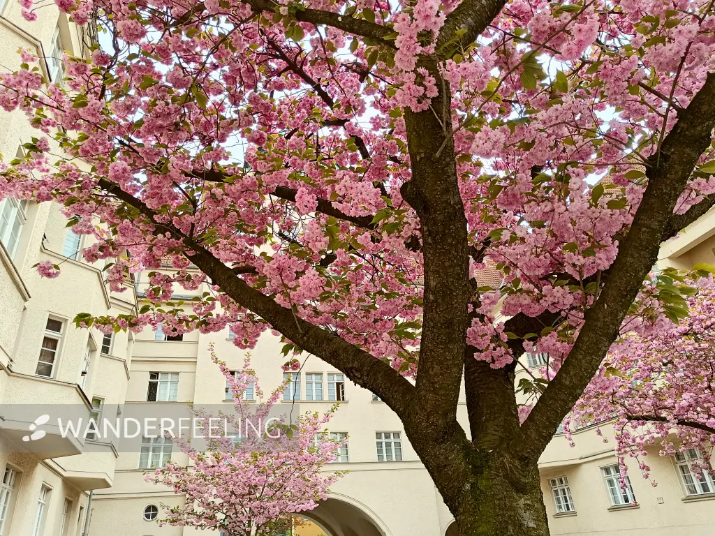 202404090-36 - Kirschblüte an den Ceciliengärten in Friedenau, Berlin, Deutschland