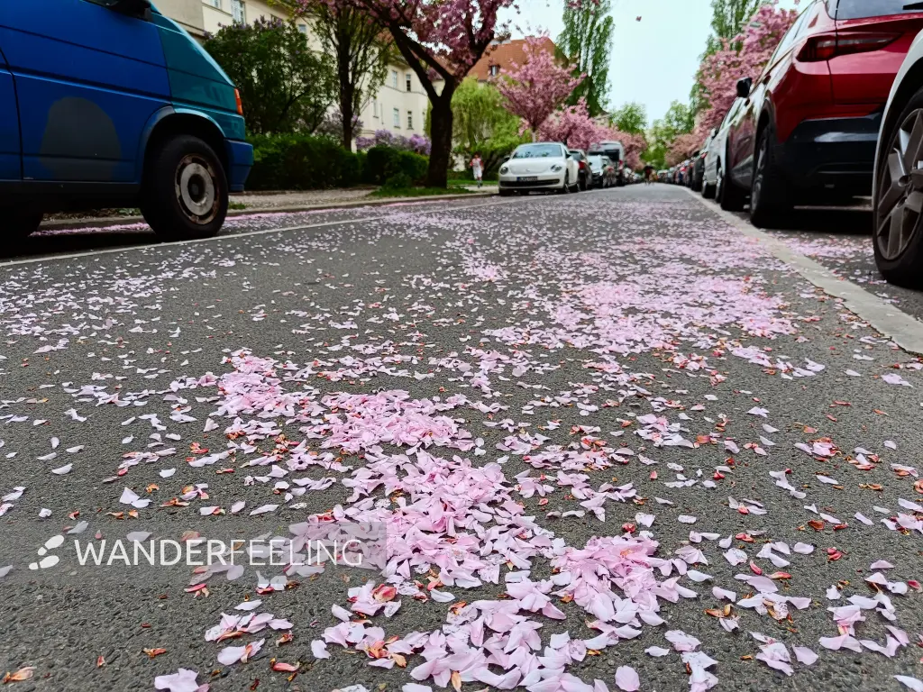 202404090-37 - Kirschblüte an den Ceciliengärten in Friedenau, Berlin, Deutschland