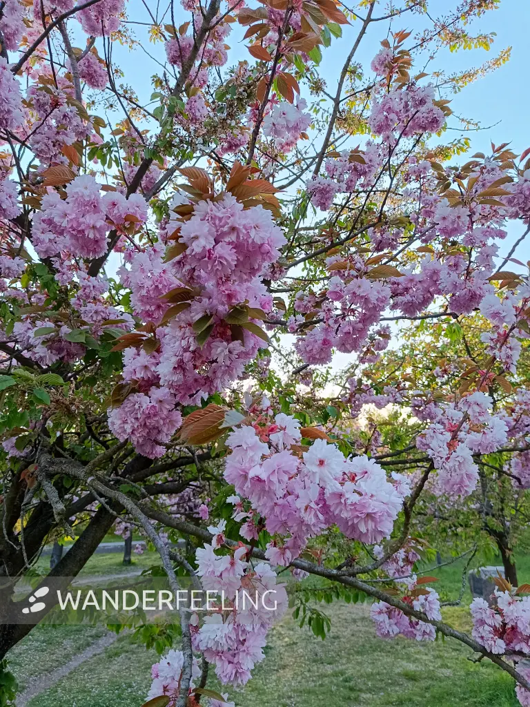 202604300-05 - Kirschblüte bei Teltow, Potsdam, Brandenburg, Deutschland