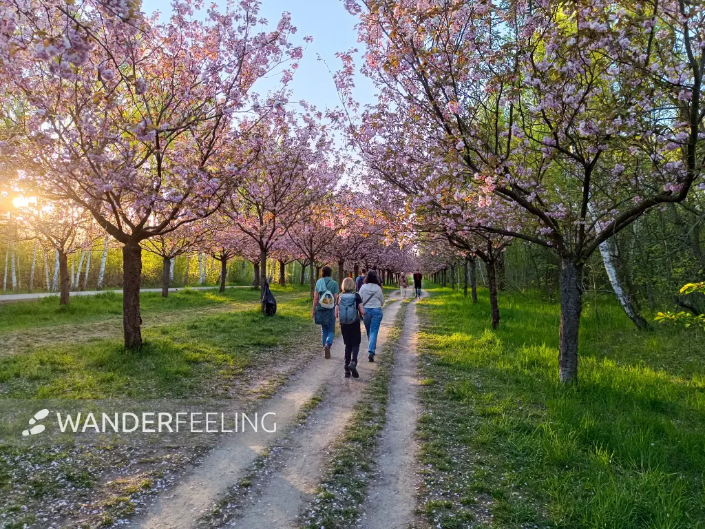 202604300-07 - Kirschblüte bei Teltow, Potsdam, Brandenburg, Deutschland