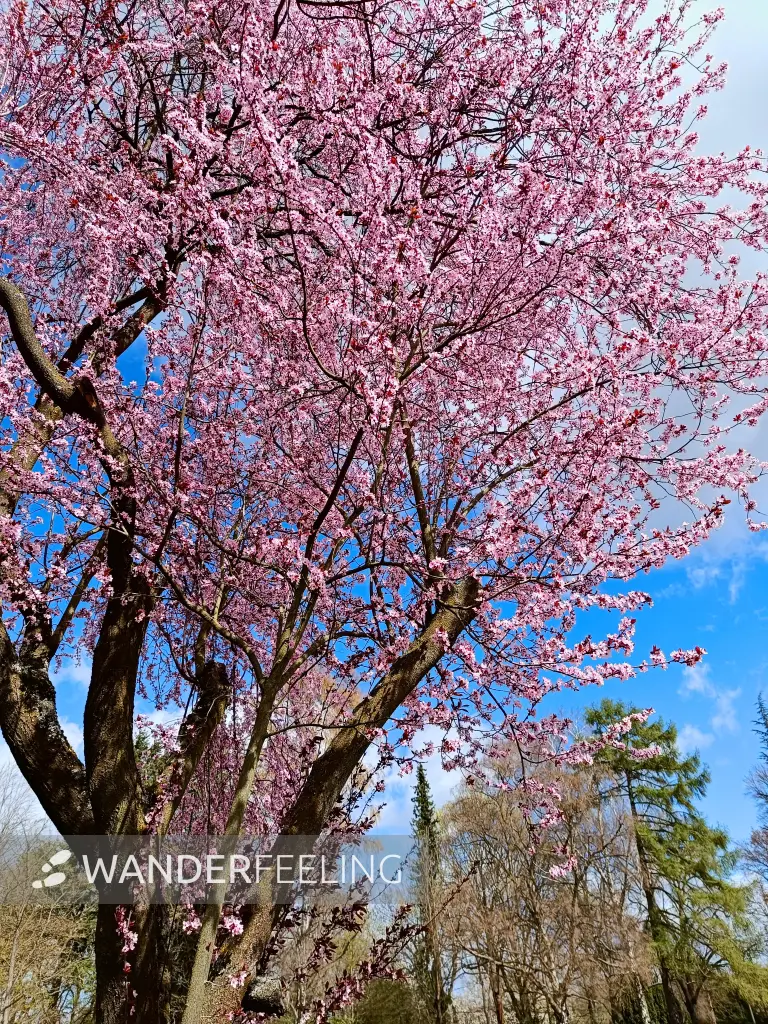 202604060-16 - Kirschblüte im Botanischen Volkspark Blankenfelde, Berlin, Deutschland