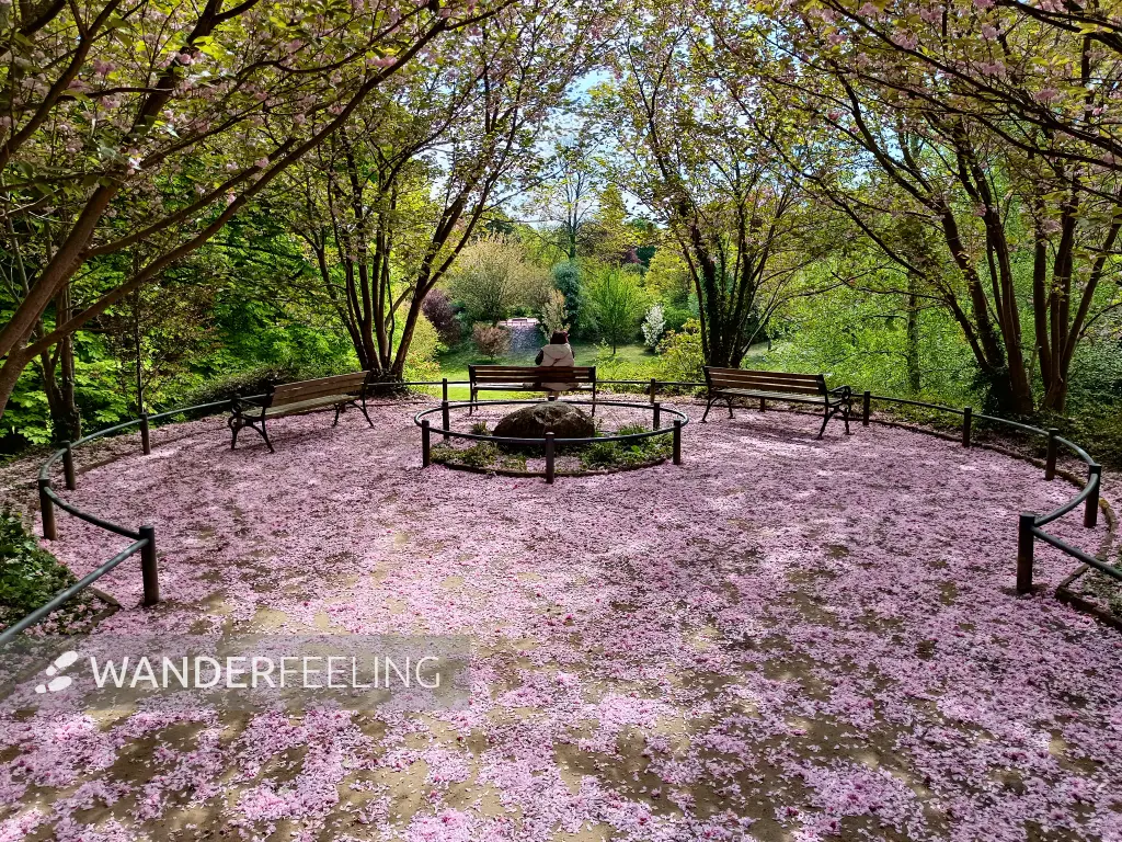 202604280-08 - Kirschblüte im Rombergpark in Dortmund, Ruhrgebiet, Nordrhein-Westfalen, Deutschland