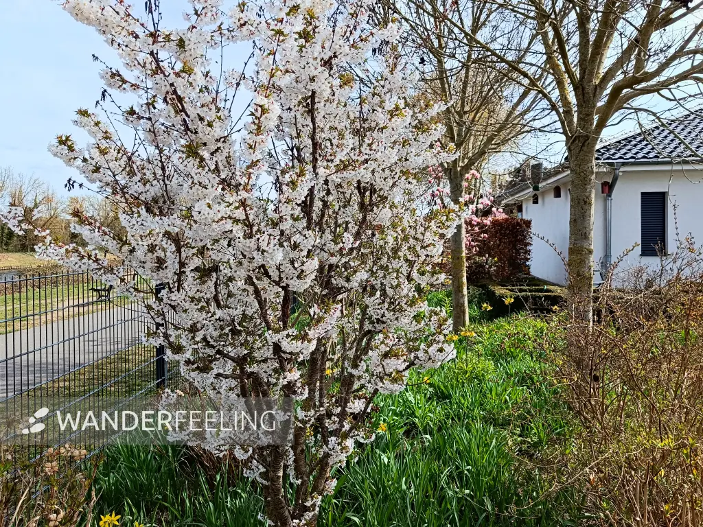 202604040-18 - Kirschblüte in Neukölln, Berlin, Deutschland