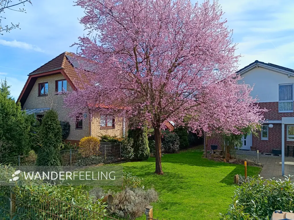 202604040-26 - Kirschblüte in Treptow, Berlin, Deutschland