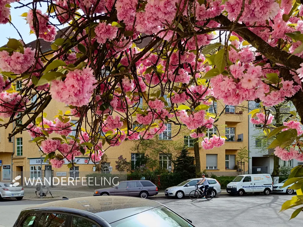 202404090-04 - Kirschblüte in Wilmersdorf, Berlin, Deutschland